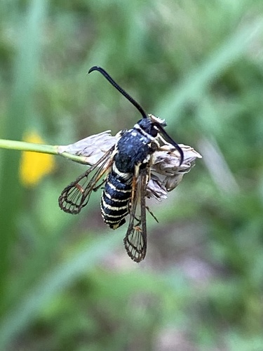 Riley's Clearwing Moth photo 4