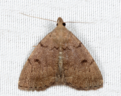 Zanclognatha dentata