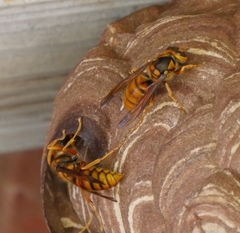 Vespa simillima xanthoptera