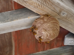 Vespa simillima xanthoptera