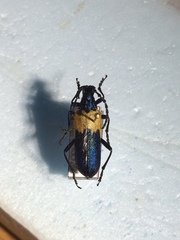 Desmocerus palliatus