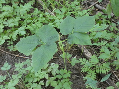 Arisaema triphyllum