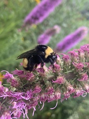 Bombus auricomus