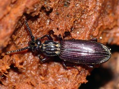 Leoglymmius lignarius