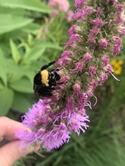 Bombus auricomus