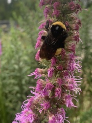 Bombus auricomus