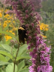 Bombus auricomus