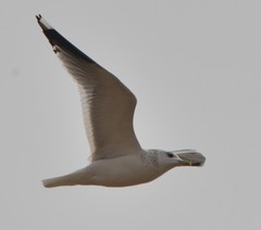 Larus canus heinei