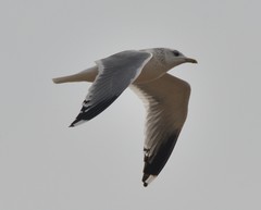 Larus canus heinei