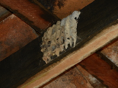 Trypargilum
