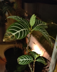 Aphelandra squarrosa