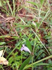 Ruellieae