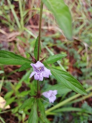 Ruellieae