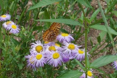 Speyeria hesperis electa