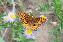 Speyeria hesperis electa