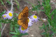 Speyeria hesperis electa