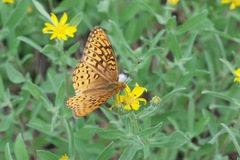 Speyeria hesperis electa