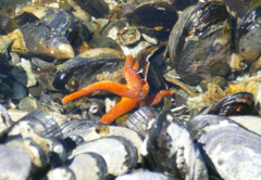 Henricia leviuscula