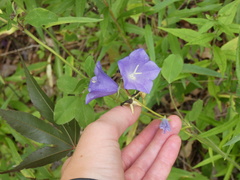 Campanula persicifolia