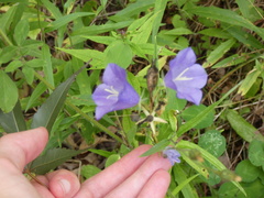 Campanula persicifolia