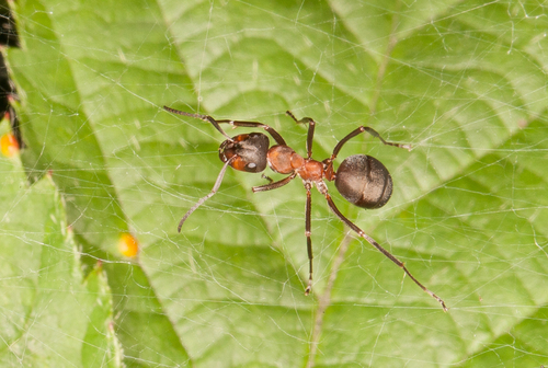 Formica polyctena × rufa