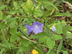 Campanula persicifolia