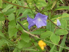 Campanula persicifolia