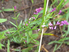 Polygala glochidiata
