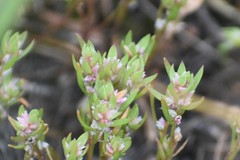 Polygonum polygaloides kelloggii