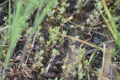 Polygonum polygaloides kelloggii