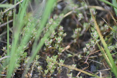 Polygonum polygaloides kelloggii