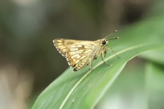 Ampittia dioscorides