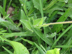 Verbesina pedunculosa