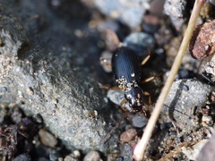 Nebria eschscholtzii