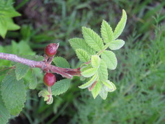 Bursera palmeri