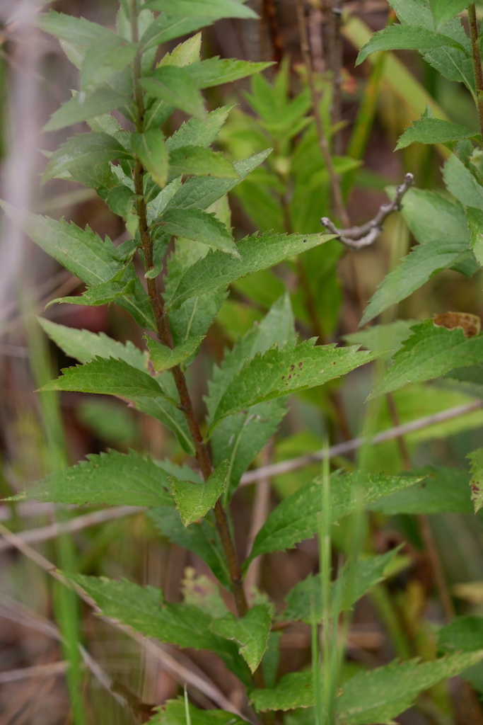 common wrinkleleaved goldenrod from Jersey City, NJ, USA on August 09