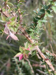 Leptospermum squarrosum