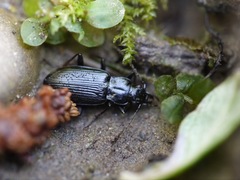 Diplous californicus