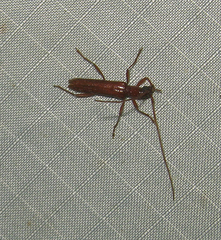 Psyrassa unicolor