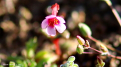 Erythranthe androsacea