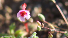 Erythranthe androsacea