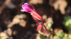 Erythranthe androsacea