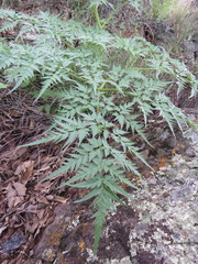 Arracacia atropurpurea