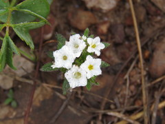 Euploca limbata