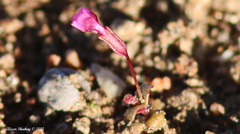 Erythranthe androsacea