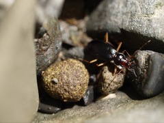 Nebria eschscholtzii