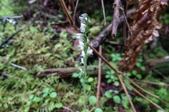 Goodyera repens