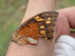 Anaea aidea