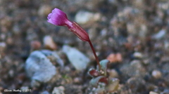 Erythranthe androsacea