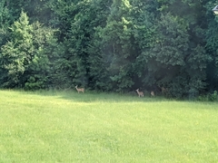 Odocoileus virginianus